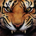 Jerbear profile picture