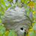 Donggle profile picture