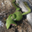 Amouna profile picture