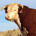 Blake Plotz profile picture