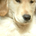 stevesteve profile picture