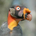 Alpha Vulture profile picture