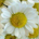misscbd profile picture