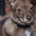 Truebluealpha profile picture