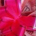 Plextor2 profile picture