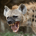 hyenah1 profile picture