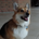 David Hsu profile picture