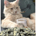 Insouciant Investor profile picture