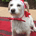dogfriend profile picture