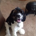 XblackdogX profile picture