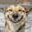 Smiling Dog profile picture