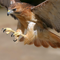 The Hawk profile picture