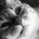 ScooterTheCat profile picture