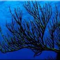 Black Coral Research profile picture