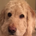 Krypto profile picture