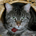 YCantIRetire profile picture