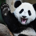 Panda Value profile picture