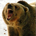 Beartooth profile picture