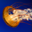 Squabkiller profile picture