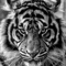 MacroForce profile picture