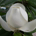 RA Magnolia profile picture
