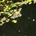 Saries profile picture
