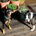 3 beach dogs profile picture