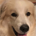 The Great Pyrenees profile picture