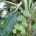 banana.leaf profile picture