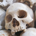 BoomslangBites profile picture