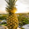 The Pineapple Investor profile picture