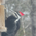 quartersawn profile picture