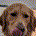 its_a_dog_pal profile picture