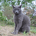 Feral Investor profile picture