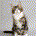 Market Cat profile picture