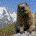 Mountain Marmot profile picture