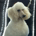 Jack the poodle profile picture
