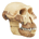 Australopithecus profile picture