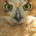 Mister Doom profile picture