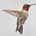 TheHummingBird profile picture