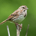 Sparrow Research profile picture