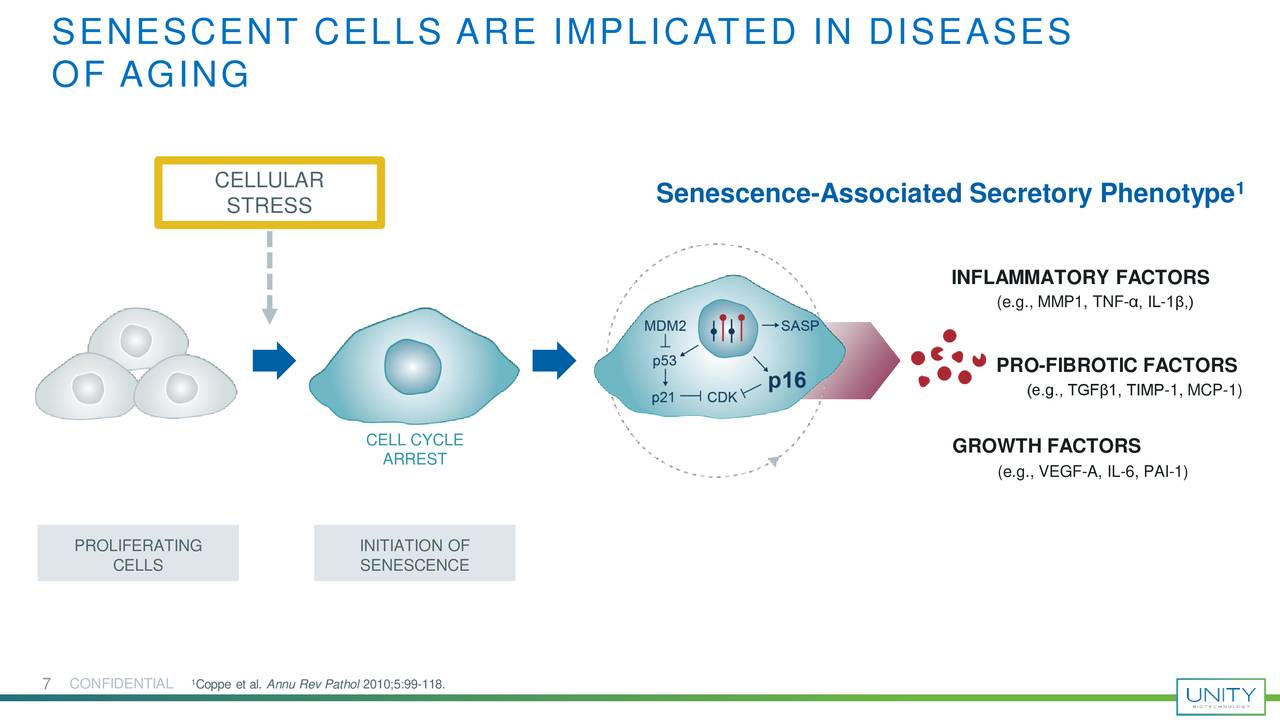 Unity Biotechnology Inc (UBX) Investor Presentation - Slideshow (NASDAQ ...