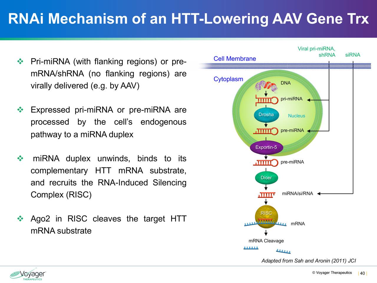 RNAi Mechanism of an HTT-Lowering AAV Gene Trx
