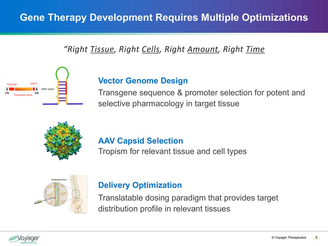 Gene Therapy Development Requires Multiple Optimizations