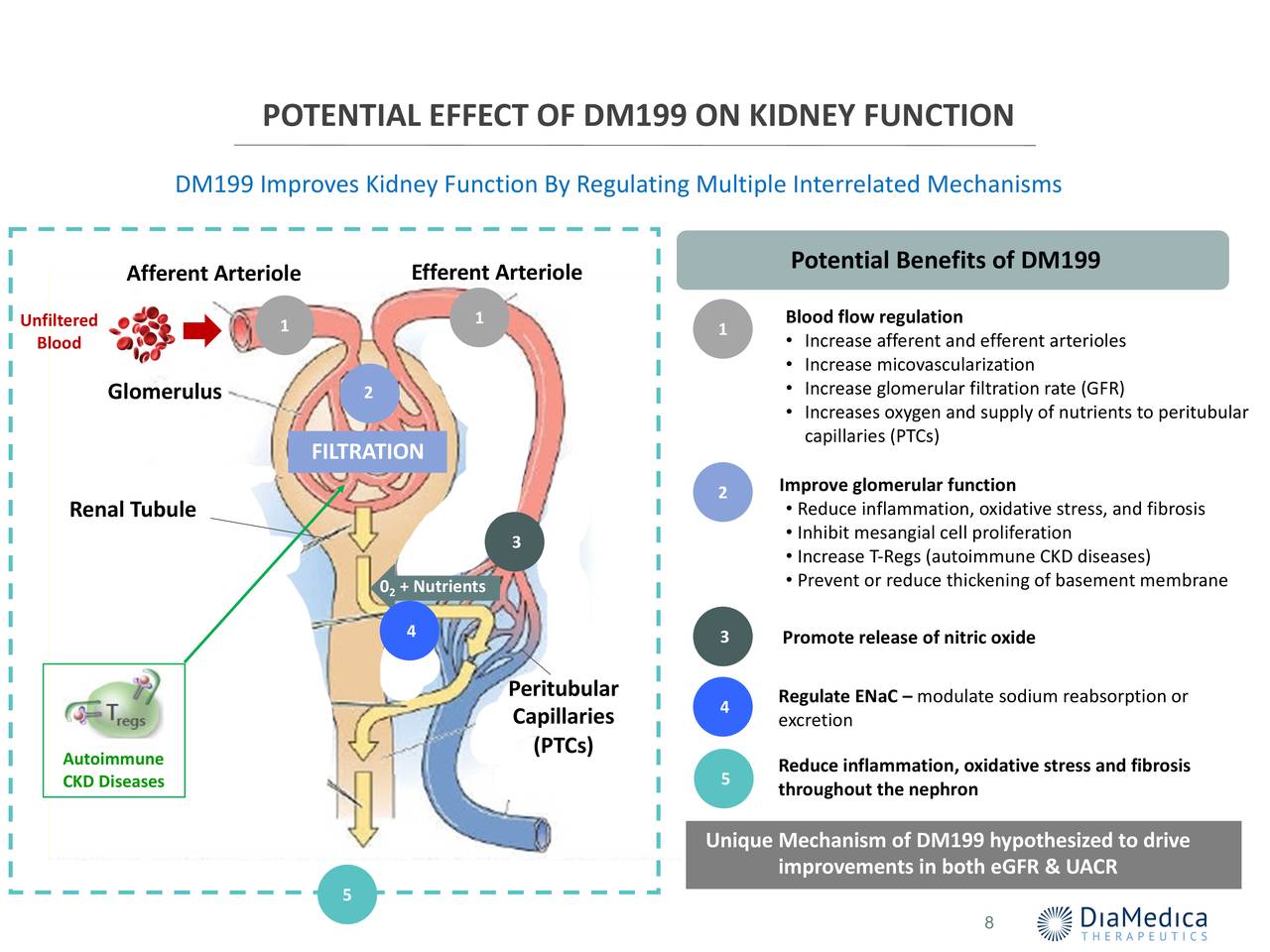 POTENTIAL EFFECT OF DM199 ON KIDNEY FUNCTION