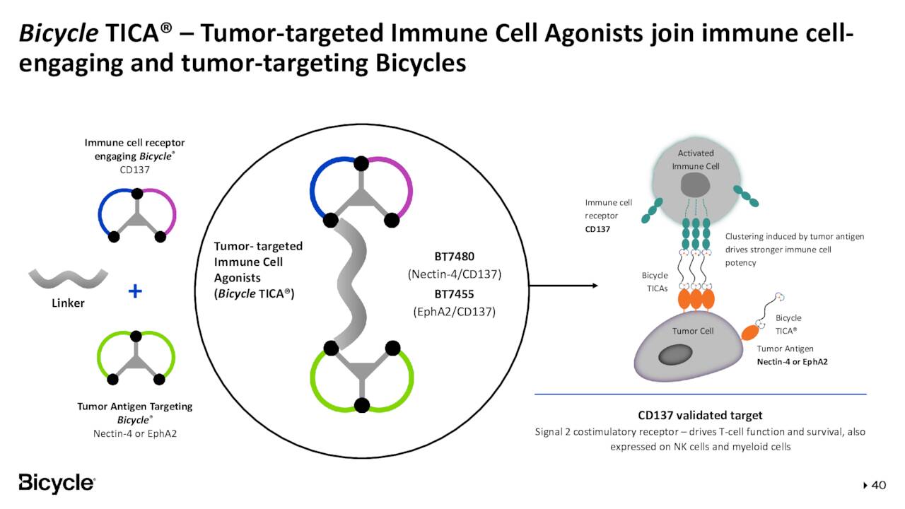 Bicycle TICA® - Tumor-targeted Immune Cell Agonists join immune cell-