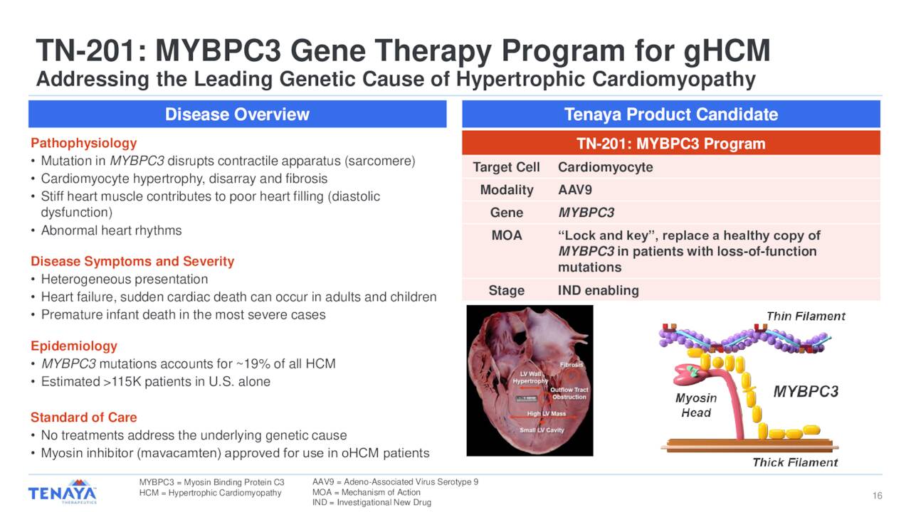TN-201: MYBPC3 Gene Therapy Program for gHCM