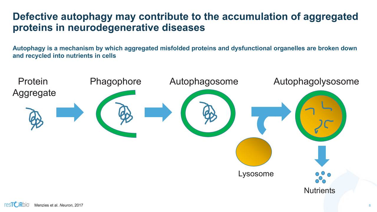 Defective autophagy may contribute to the accumulation of aggregated